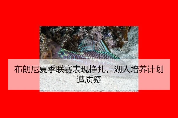 bu-lang-ni-xia-ji-lian-sai-biao-xian-zheng-zha-hu-ren-pei-yang-ji-hua-zao-zhi-yi-3-409.jpg