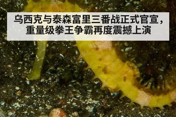 乌西克与泰森富里三番战正式官宣，重量级拳王争霸再度震撼上演